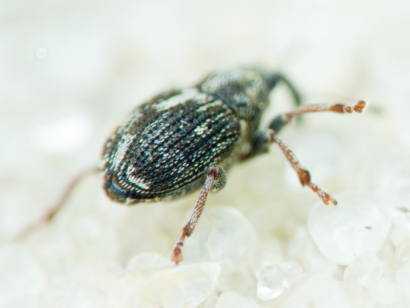 Curculionidae Latreille, 1802